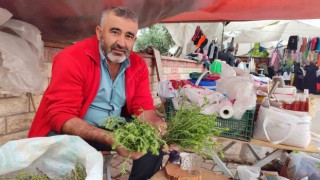 Kekik toplayarak geçimini sağlıyor