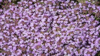 Denizli biyoçeşitlilik açısından Türkiyede önemli bir yere sahip