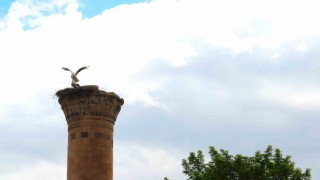 Depremde yarısı yıkılan cami minaresi leyleklere yuva oldu
