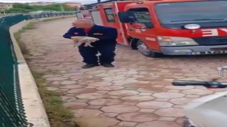 Dereye düşen yavru köpek için itfaiye seferber oldu