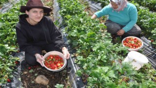 Devlet desteğiyle kurulan çilek bahçeleri yüzlerce kadına iş olanağı sağlıyor