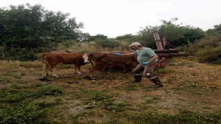 Didimde büyükbaş hayvanların ilkbahar şap aşısı yapıldı