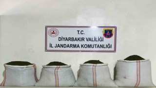 Diyarbakırda 34 bin 500 kök kenevir ve 112 kilo esrar ele geçirildi
