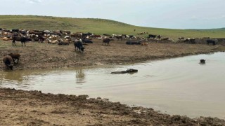 Diyarbakırda hayvanların içme suyunun karşılandığı göletler onarılıyor