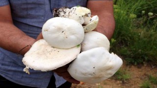 Doğadan toplanan mantarlara dikkat