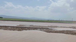 Doludan zarar gören ekili alanların tespiti yapıldı