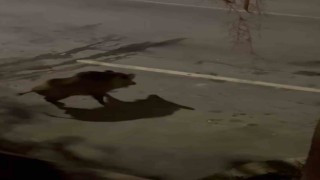 Domuzdan köpeklere gözdağı