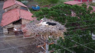 Dronu gören leylek yumurtalarını saklamaya çalıştı