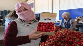 Dünya ülkeleri Manisa kirazını tercih ediyor