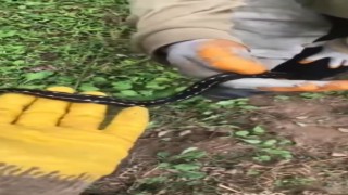 Dünyanın en zehirli yılanları arasında gösterilen Hopa engereği rengi ve tüyleri ile dikkat çekiyor