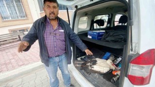 Duyarlı vatandaş yaralı leyleği arazide bırakmadı, ilçeye götürdü