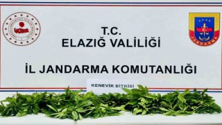 Elazığda 158 kök kenevir ele geçirildi