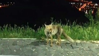 Elazığda aç kalan tilkiler şehre indi