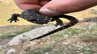 Elazığda ‘sarı benekli semender görüldü