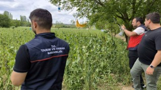 Emette doludan etkilenen haşhaş ekili alanlarda hasar tespit çalışmaları