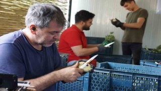 Enginar soyarak asgari ücretin 4 katını kazanıyorlar