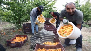 Hatay'da şimdide kayısı hasadı başladı