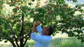 Erkenci kayısıda hasat zamanı