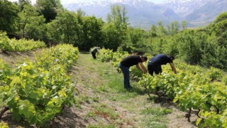 Erzincanda bağlarda kontroller sürüyor