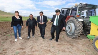 Erzurumda ilk defa mor patates ekimi yapıldı