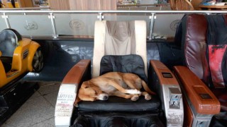 Eskişehir Şehirlerarası Otobüs Terminalindeki sevimli köpek vatandaşların ilgi odağı oldu