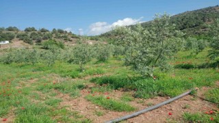 Eskişehirde zeytin ağaçları çiçek açtı