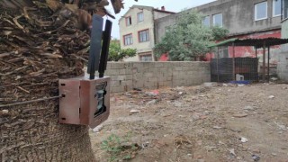Fethiyede piton yılanının bulunması için fotokapan kuruldu