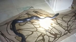 Gafil avlanan yılan, fare kapanına takıldı