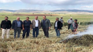 Gaziantepte geleneksel yöntemlerle yapılan firik hasadı başladı
