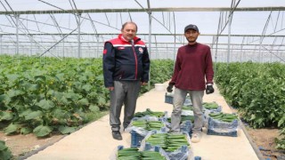 Genç çiftçinin hasat sevinci