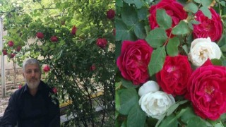 Gül şehrinde Gül reçeli yapımı başladı