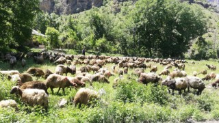Hakkaride tır devrildi, onlarca koyun telef oldu