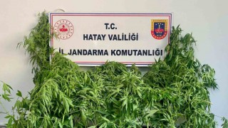 Hassas burunlu jandarma köpeğinin uyuşturucu bulduğu anlar kamerada