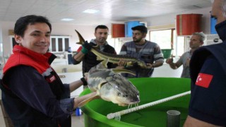 Havyarının kilosu 2 bin 500 dolardan satılıyor