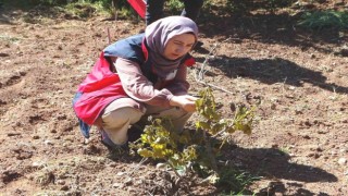 Hisarcıkta sebze ekili alanlar ve meyve ağaçları dondan zarar gördü