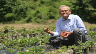 Hobi amaçlı başladığı çilek yetiştiriciliği emekli madencinin  gelir kapısı oldu