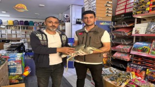 Iğdırda yaralı gri balıkçıl tedavi altına alındı