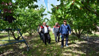 İhracatlık kiraz üretim merkezi Honazda bu yıl 5 bin ton rekolte bekleniyor