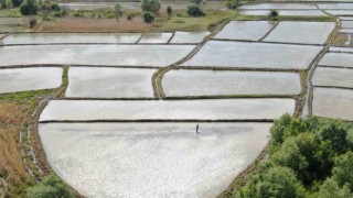 Ilgaz Dağının kar suyuyla beslenen tarlalarda çeltik ekimi başladı