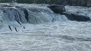 İnci kefalinin zorlu göçü başladı