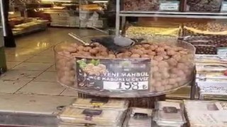 İşini bilen güvercinler kuruyemişçiyi mesken tuttu