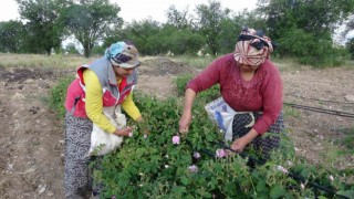 Ispartayı bu yıl gül kokusu erken sardı