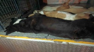 İzmirde 10 köpek zehirlenerek öldürüldü