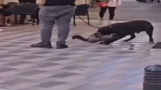 İzmirde yasaklı ırk köpek kediyi nefessiz bıraktı, sahibi gözaltına alındı