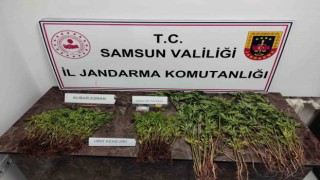 Jandarmadan kenevir operasyonu
