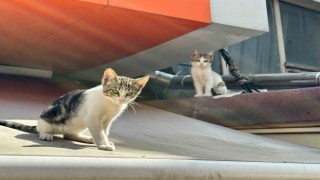 Kadıköyde pitbull dehşeti: Mahalle sakinleri yetkililerden yardım istedi