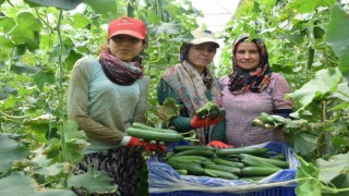 Kadın çiftçi kızlarıyla serada ürün topluyor