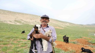 67 yaşındaki çoban günde 20 km geziyor