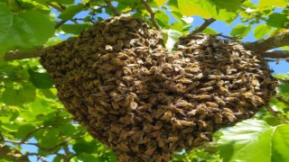 Arılardan Doğada Kalp Görseli görenleri hayrete düşürüyor