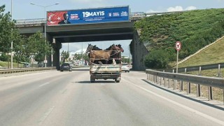 Kamyonetin kasasına 5 adet at sığdırdı
